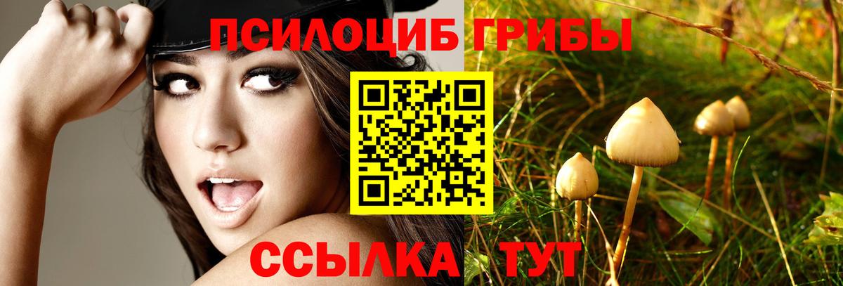 дарнет шоп  Вход с VPN  Псилоцибиновые грибы Cubensis  Выборг  Псилоцибиновые грибы MAGIC MUSHROOMS 